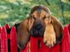 40 Winks, Bloodhound Puppy